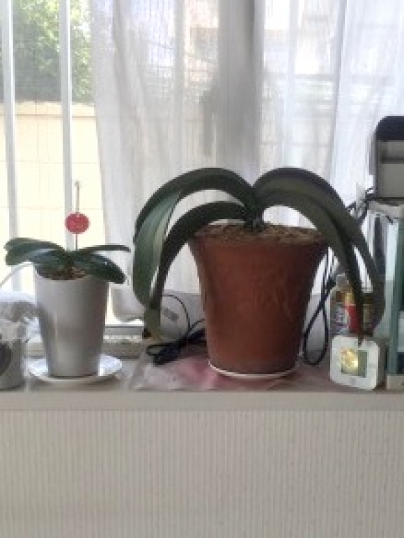 植木鉢の植え替え