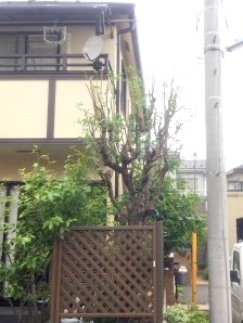 剪定、植栽