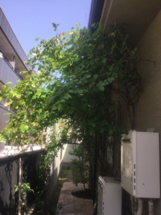 薔薇(バラ),before