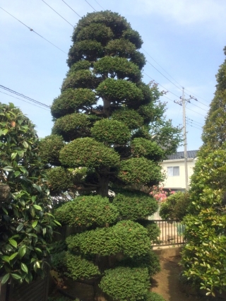 茨城県坂東市 剪定 チャボヒバ 庭木のお手入れ 庭木の剪定 伐採なら親切丁寧な植木屋革命クイック ガーデニング