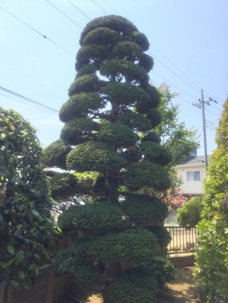 茨城県坂東市 剪定 チャボヒバ 庭木のお手入れ 庭木の剪定 伐採なら親切丁寧な植木屋革命クイック ガーデニング