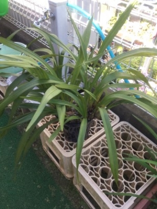 植木鉢の植え替えBefore