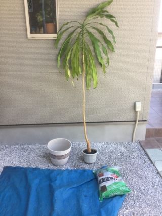 植木鉢の植え替えBefore