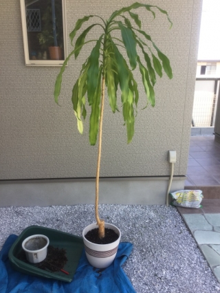 植木鉢の植え替えAfter