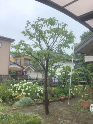 埼玉県熊谷市 剪定 ハナミズキ 庭木のお手入れ 庭木の剪定 伐採なら親切丁寧な植木屋革命クイック ガーデニング