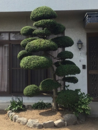 群馬県前橋市 剪定 山茶花 サザンカ モミノキ 柘植 ツゲ 紅葉 モミジ ヒバ カクレミノ キンモクセイ カナメモチ 庭木のお手入れ 庭木の 剪定 伐採なら親切丁寧な植木屋革命クイック ガーデニング