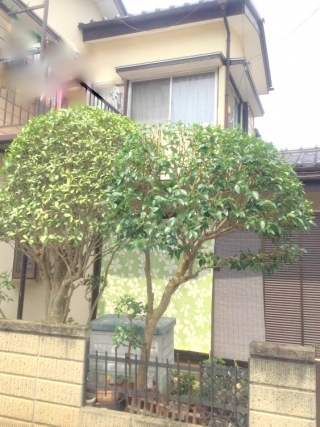 茨城県土浦市 剪定 庭木のお手入れ 庭木の剪定 伐採なら親切丁寧な植木屋革命クイック ガーデニング
