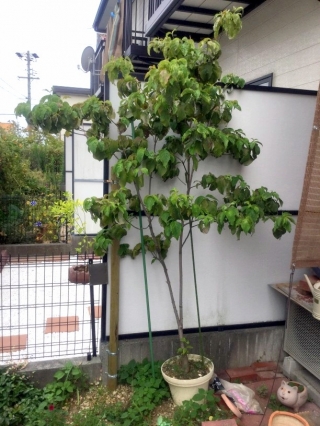 静岡県浜松市中区 植木鉢植え替え ハナミズキ 庭木のお手入れ 庭木の剪定 伐採なら親切丁寧な植木屋革命クイック ガーデニング