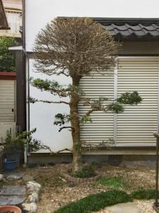 柘植(ツゲ),金木犀(キンモクセイ),植木屋革命919