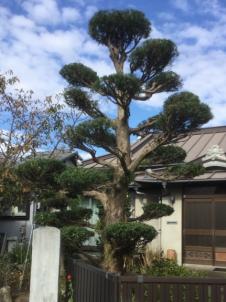 槇（マキ）,植木屋革命919