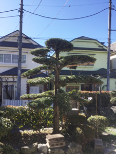 槇(マキ),植木屋革命919