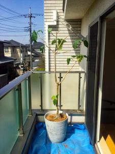 植木鉢の植替え