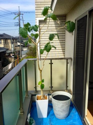 植木鉢の植替えBefore