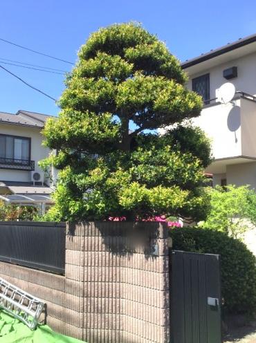 柘植（ツゲ）Before ,植木屋革命919