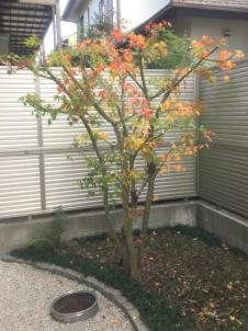 紅葉（モミジ）、その他