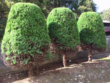 カイヅカイブキAfter,植木屋革命919