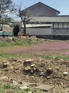 低木3本,中木2本の伐採を承りました