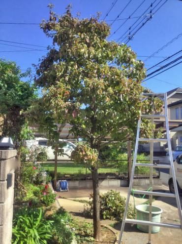 ノウゼンカズラ ,花水木(ハナミズキ),植木屋,919