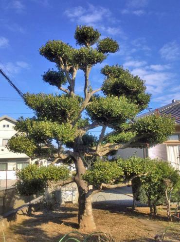 モチノキ,植木屋革命,919