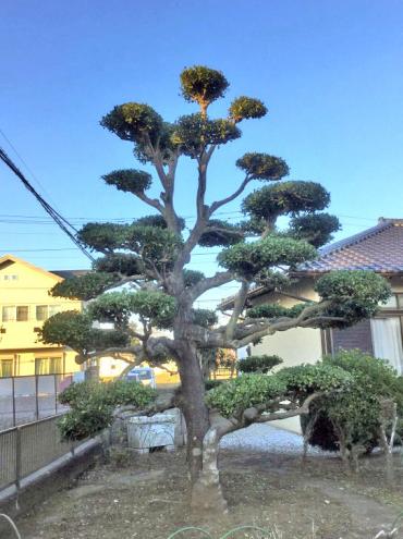 モチノキ,植木屋革命,919