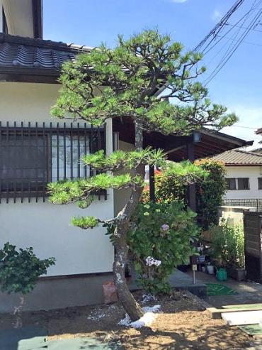 植木屋革命919,松（マツ）