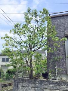 シラカシ 植木屋革命 庭木のお手入れ 剪定 伐採はクイック ガーデニングへ