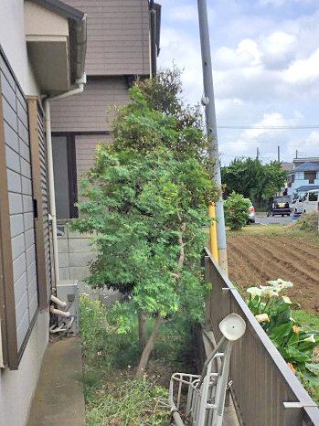 ヤツデ,イヌツゲ,紅葉（モミジ）,松（マツ）,植木屋革命919