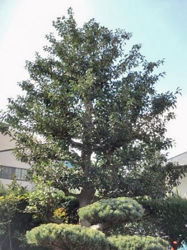 クロガネモチ,植木屋革命919