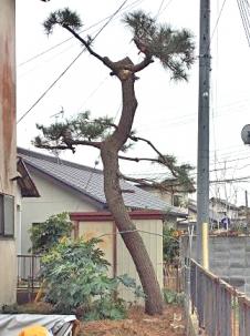 松（マツ）,植木屋革命919