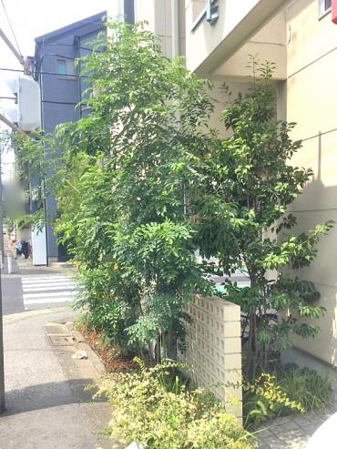 その他,植木屋革命,919,before