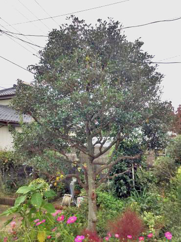 モッコク,モチノキ,植木屋革命,919