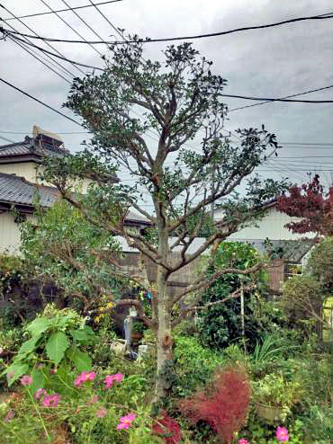 モッコク,モチノキ,植木屋革命,919