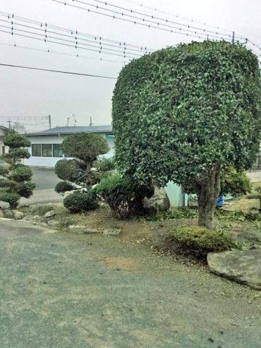 群馬県高崎市 剪定 金木犀 キンモクセイ 百日紅 サルスベリ 柘植 ツゲ 槇 マキ ヒイラギ 手入れ 整枝 枝切り 枝透かし 庭木のお手入れ 庭木の剪定 伐採なら親切丁寧な植木屋革命クイック ガーデニング