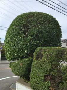 植木屋革命919,サカキ,椿（ツバキ）,アカメモチ