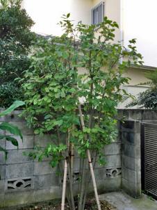 植木屋革命919