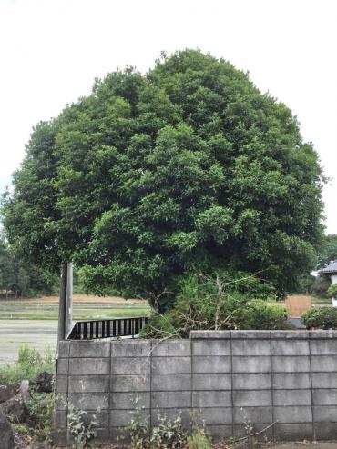 植木屋革命919,before,槇（マキ）,金木犀（キンモクセイ）