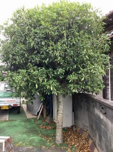 植木屋革命919,before,,金木犀（キンモクセイ）,椿（ツバキ）