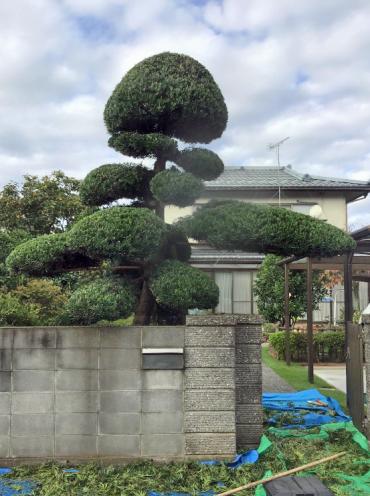 植木屋革命919,槇（マキ）,after