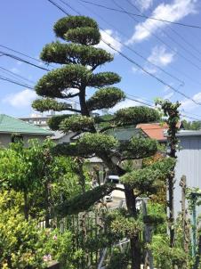 植木屋革命919,槇（マキ）