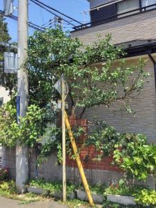 植木屋革命919,ミカン