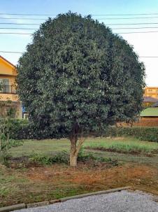 植木屋革命919,モクセイ,柘植（ツゲ）