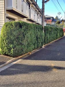 植木屋革命919,カイヅカイブキ