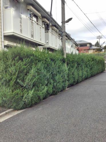 植木屋革命919,before,カイヅカイブキ