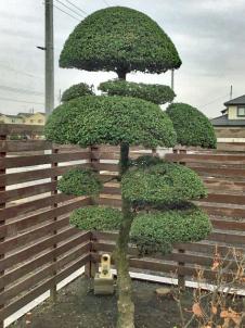 植木屋革命919,柘植（ツゲ）、椿（ツバキ）、山茶花（サザンカ）