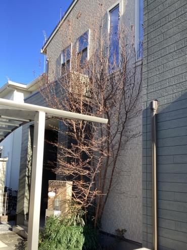 剪定、伐採、抜根Before