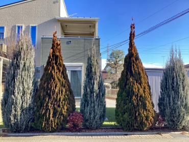 剪定、伐採、抜根Before