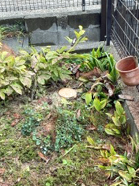 伐採