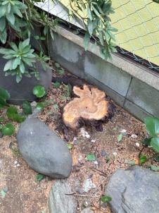 伐採
