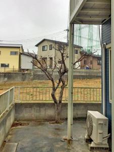 剪定