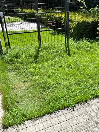 除草（草むしり）、芝刈りBefore